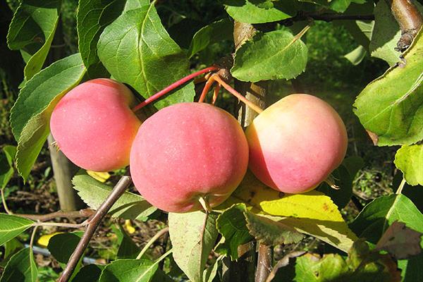 Foto pokok epal Zhebrovskoe