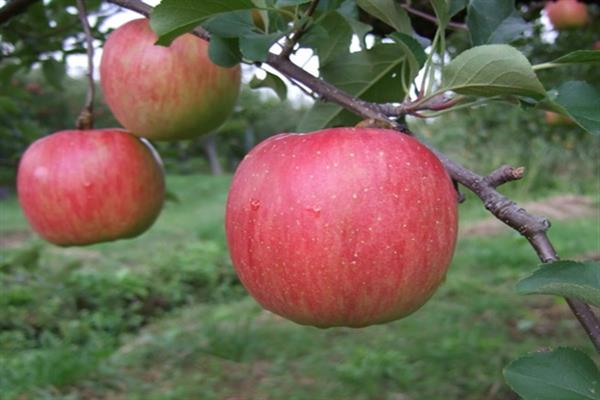 Apple tree Zhebrovskoe photo