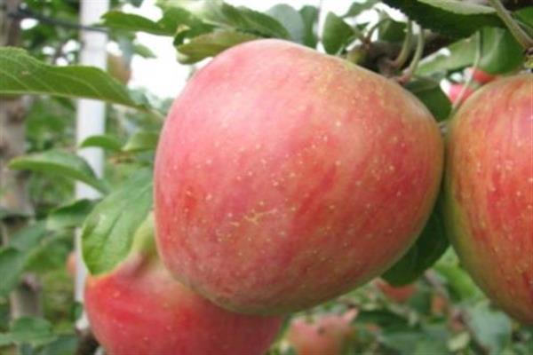 صور شجرة التفاح Aelita