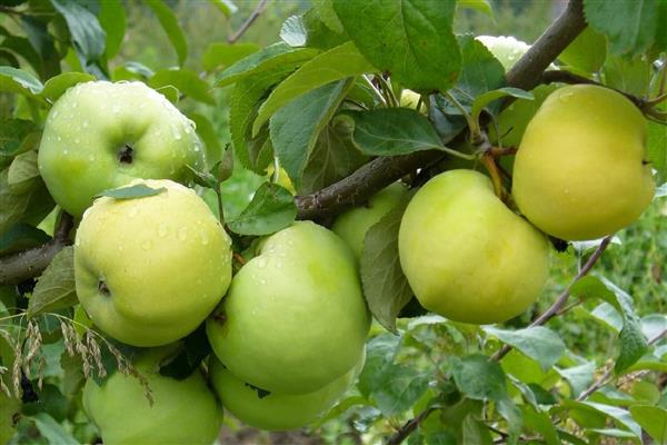 صور شجرة التفاح أنتونوفكا