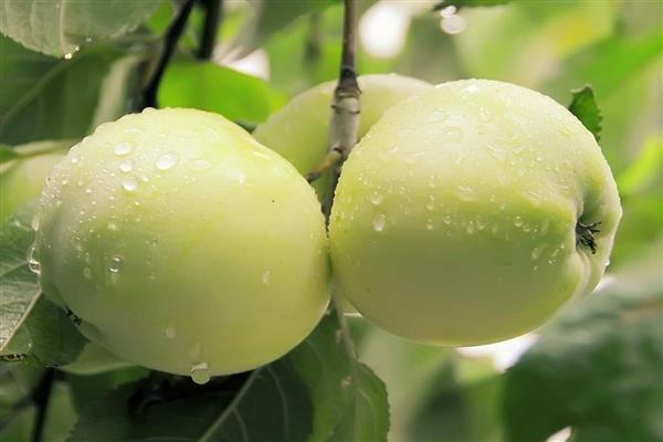 صور شجرة التفاح أنتونوفكا