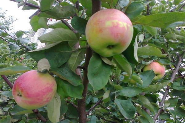 صورة شجرة التفاح أغسطس