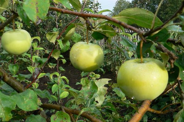 Pokok epal Bashkir zamrud foto