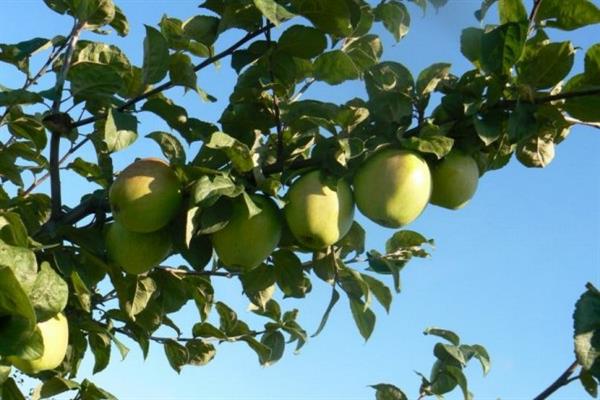 Foto sinap Belarus pokok epal