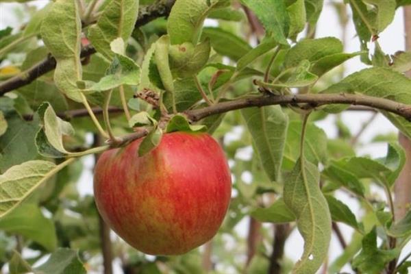 صور شجرة التفاح Berkutovskoe