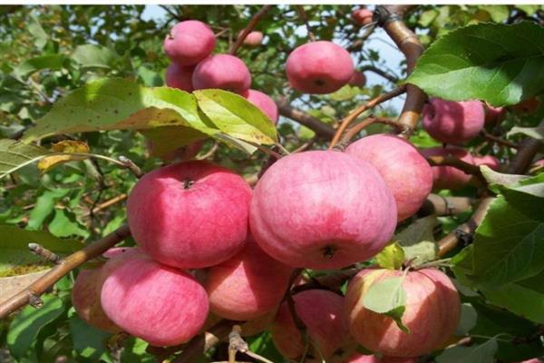 صورة شجرة التفاح Bessemyanka Michurinskaya