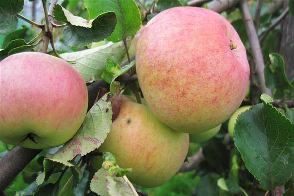 Foto Bolotovskoe pokok epal