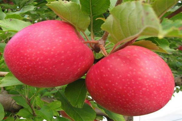 Elma ağacı Divo fotoğrafı