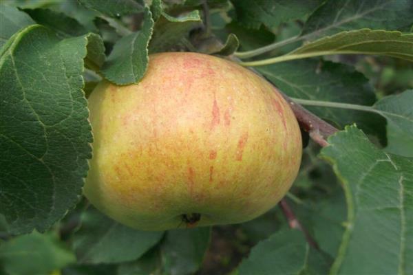 Φωτογραφία κόρης κανέλας από δέντρο μήλου