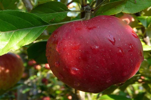 Φωτογραφία κόρης από δέντρο μήλου Macintosh