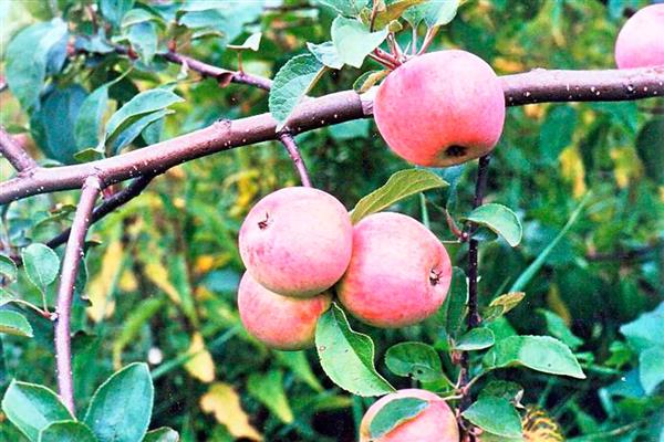 elma ağacı halkların dostluğu photo