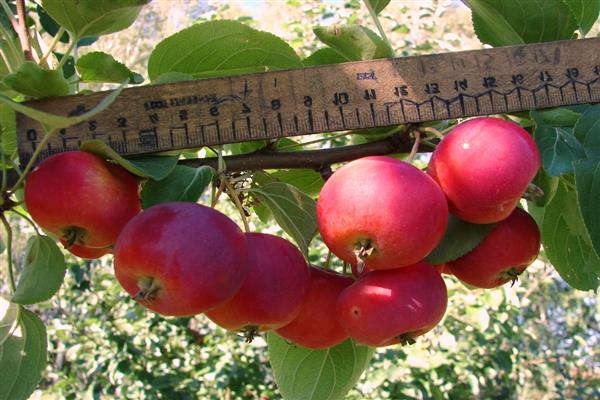 Gambar pokok epal Dubrovinka