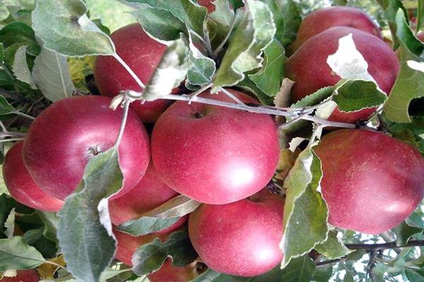 Apple tree Jonathan photo