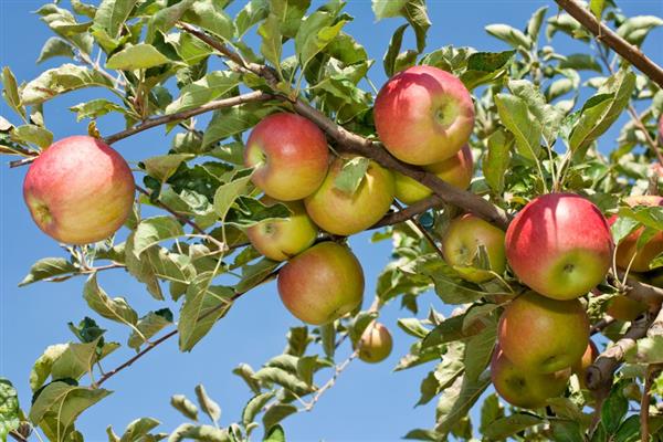 Ябълково дърво Imrus снимка