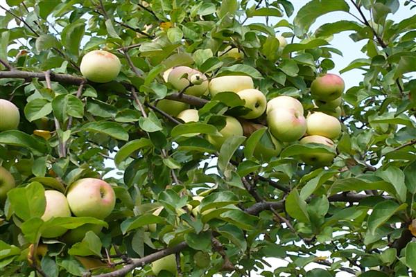 Ябълково дърво Imrus снимка