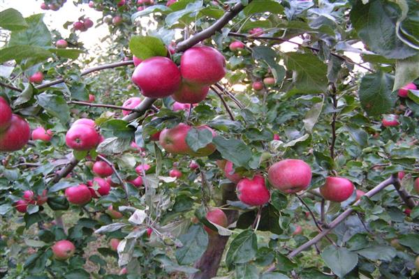 صور شجرة التفاح Benjaminovskoe