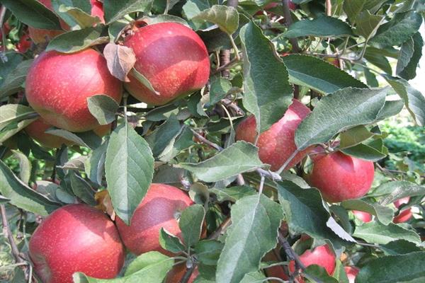 صور شجرة التفاح Benjaminovskoe