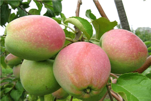 صور شجرة التفاح المخضرم