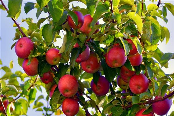 Apple-tree Cherry photo