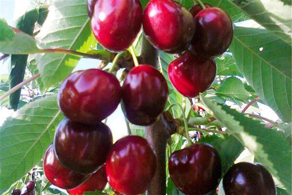 Cherry Olenka litrato