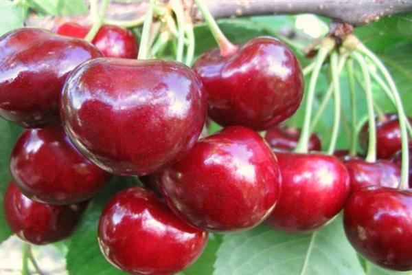 Ảnh Cherry Ruby Kuban