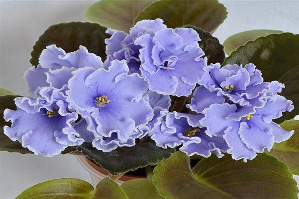 Foto Darah Biru Violet