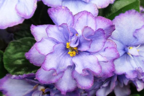 Violet Blue-eyed Russland-bilde