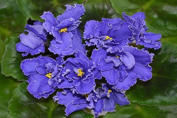 Violet LE Cornflower Blue ảnh