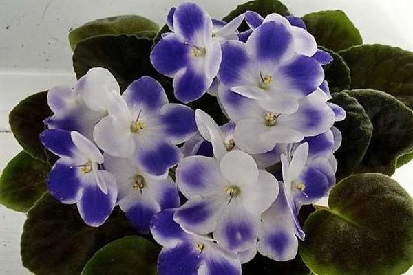 Foto Violet Valeska Biru