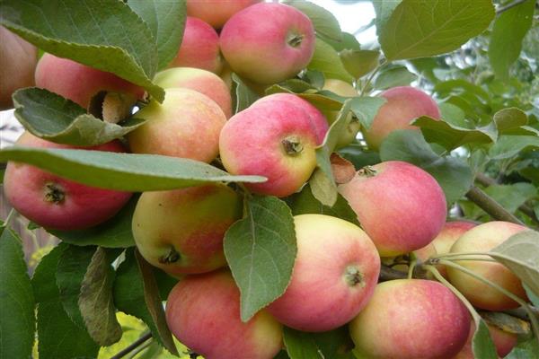صور شجرة التفاح اليونوشكا