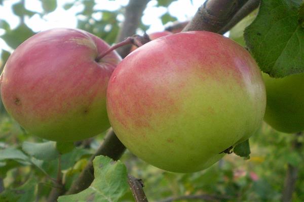صور شجرة التفاح بوغاتير