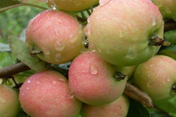 Elma ağacı Tuba oryantal fotoğraf