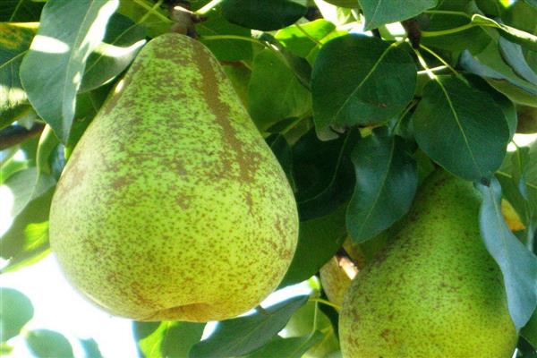 Ảnh về Pear Lyuber