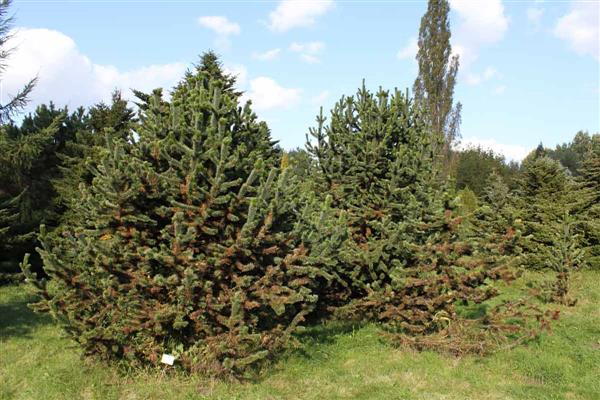 Bristol pine