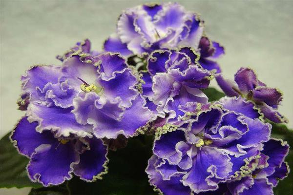 Photo de Yesenia violette