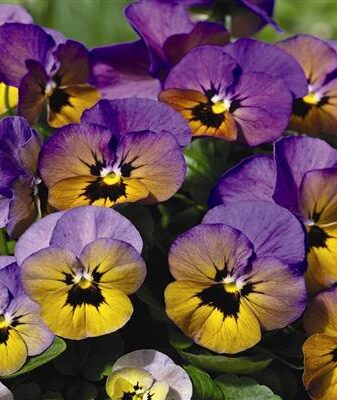 Photo cornue violette