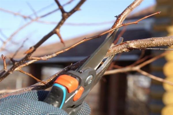 Pruning pears photo